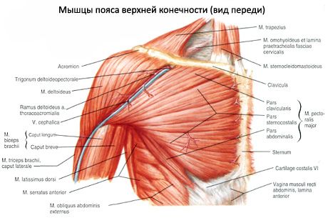 عضلات الصدر