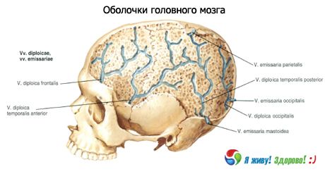 قذائف الدماغ
