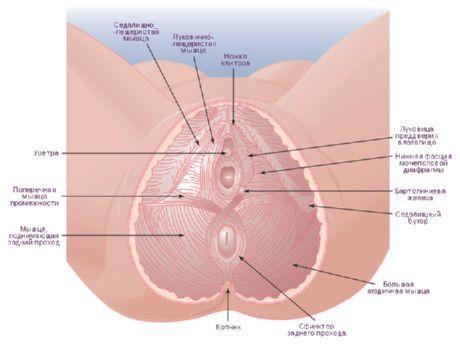 المنشعب لامرأة