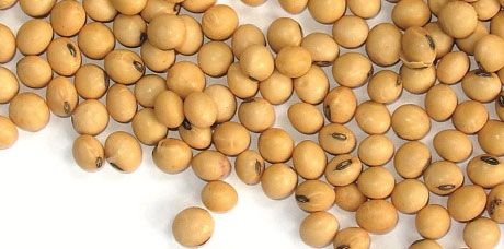 فول الصويا المنقوع في الماء له نشاط هريس عالي