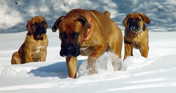 كلب الدرواس الجنوب أفريقي أو Boerboel